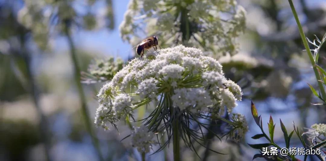 不吃颗“糖”睡不着，这届年轻人到底是养生还是嘴馋？