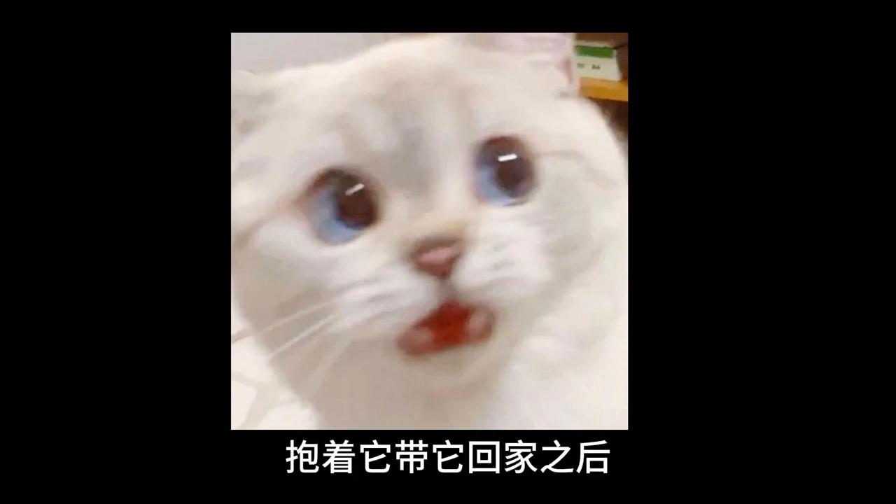 养猫后慢慢讨厌猫怎么办,养猫久了会讨厌狗吗