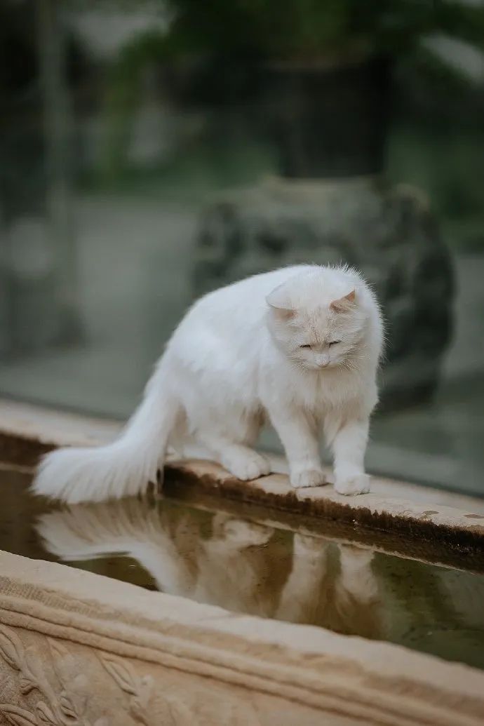 猫掉缸里怎么办,猫咪老是掉缸怎么办