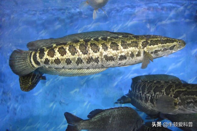 蛇头鱼在美国泛滥成灾，重达200斤体肥如猪，威力远超亚洲鲤鱼