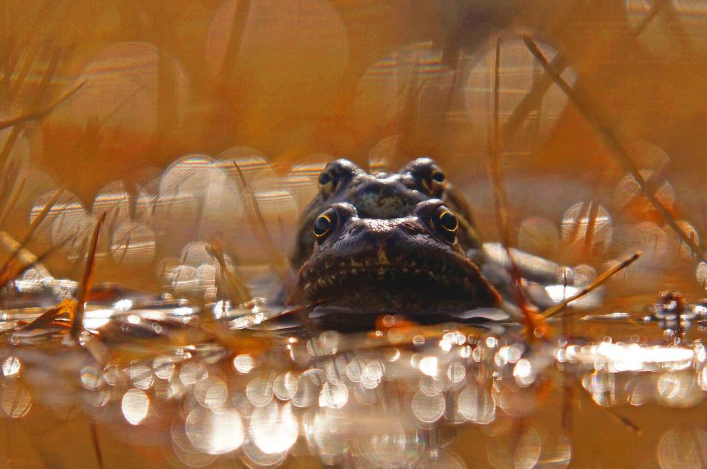乡愁的散文,乡愁老屋散文