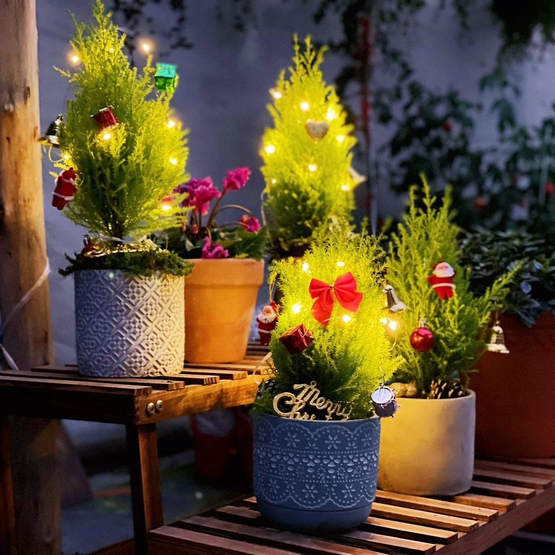 适合在客厅养的香花,家里客厅适合养什么花植物排行榜