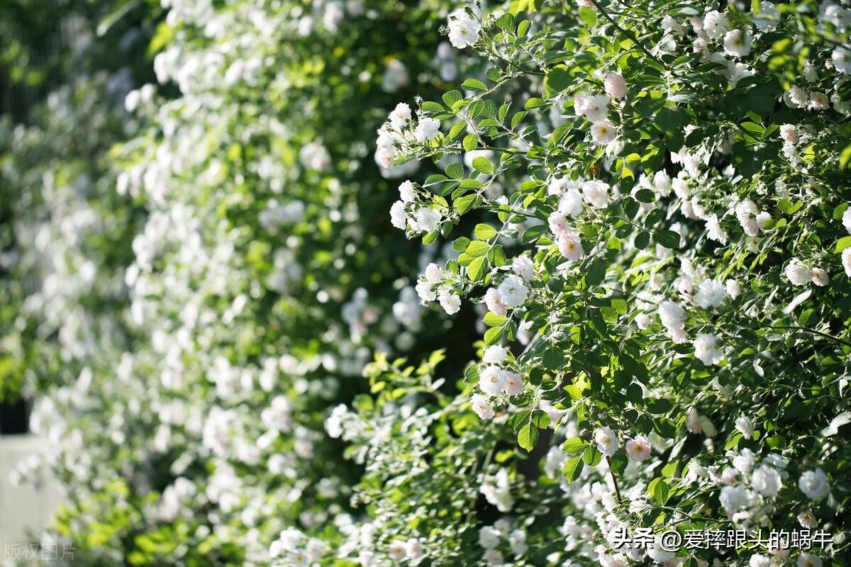生如夏花灿烂的时候,生如夏花绚烂绽放歌曲视频