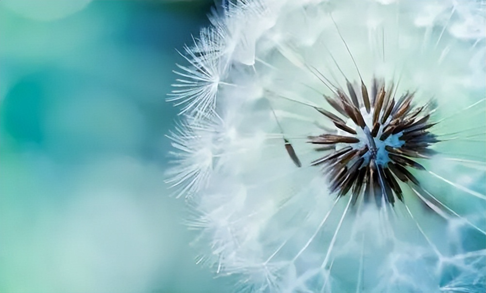 野生蒲公英降血糖,蒲公英是糖尿病的克星吗