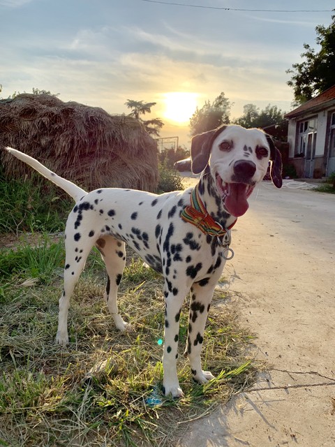 狗狗的冷知识你必须了解,关于狗狗的冷知识你知道多少呢