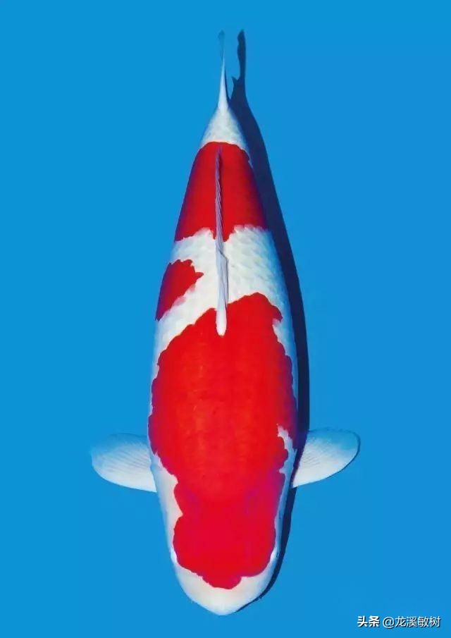 锦鲤分类及鉴赏详解红白锦鲤,锦鲤知识锦鲤分哪几大类