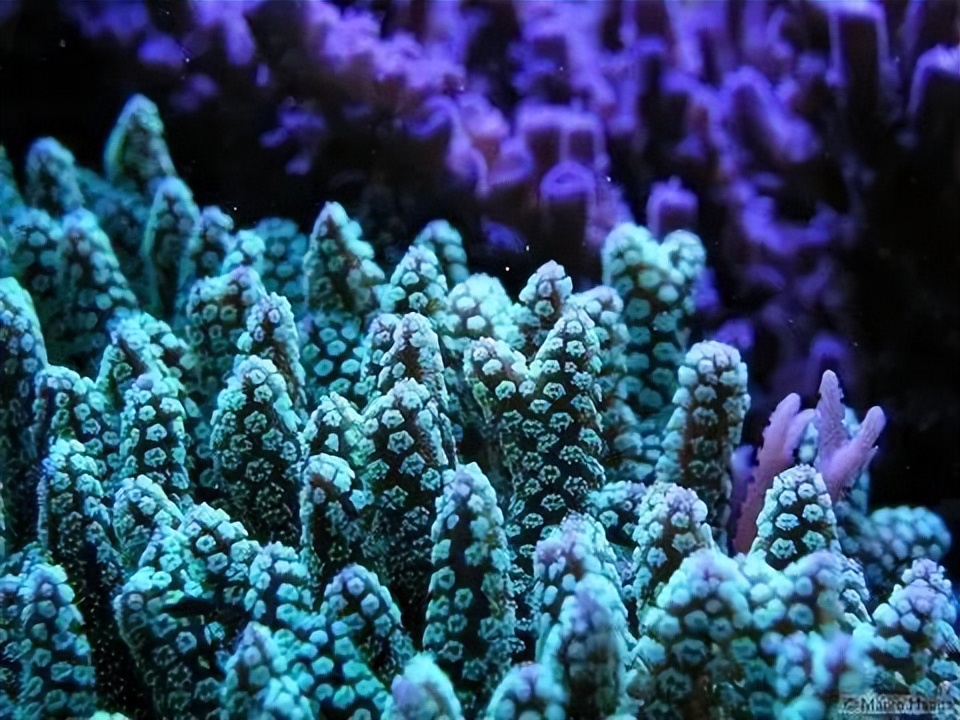 海水珊瑚缸鹦鹉螺,海水缸珊瑚视频大全