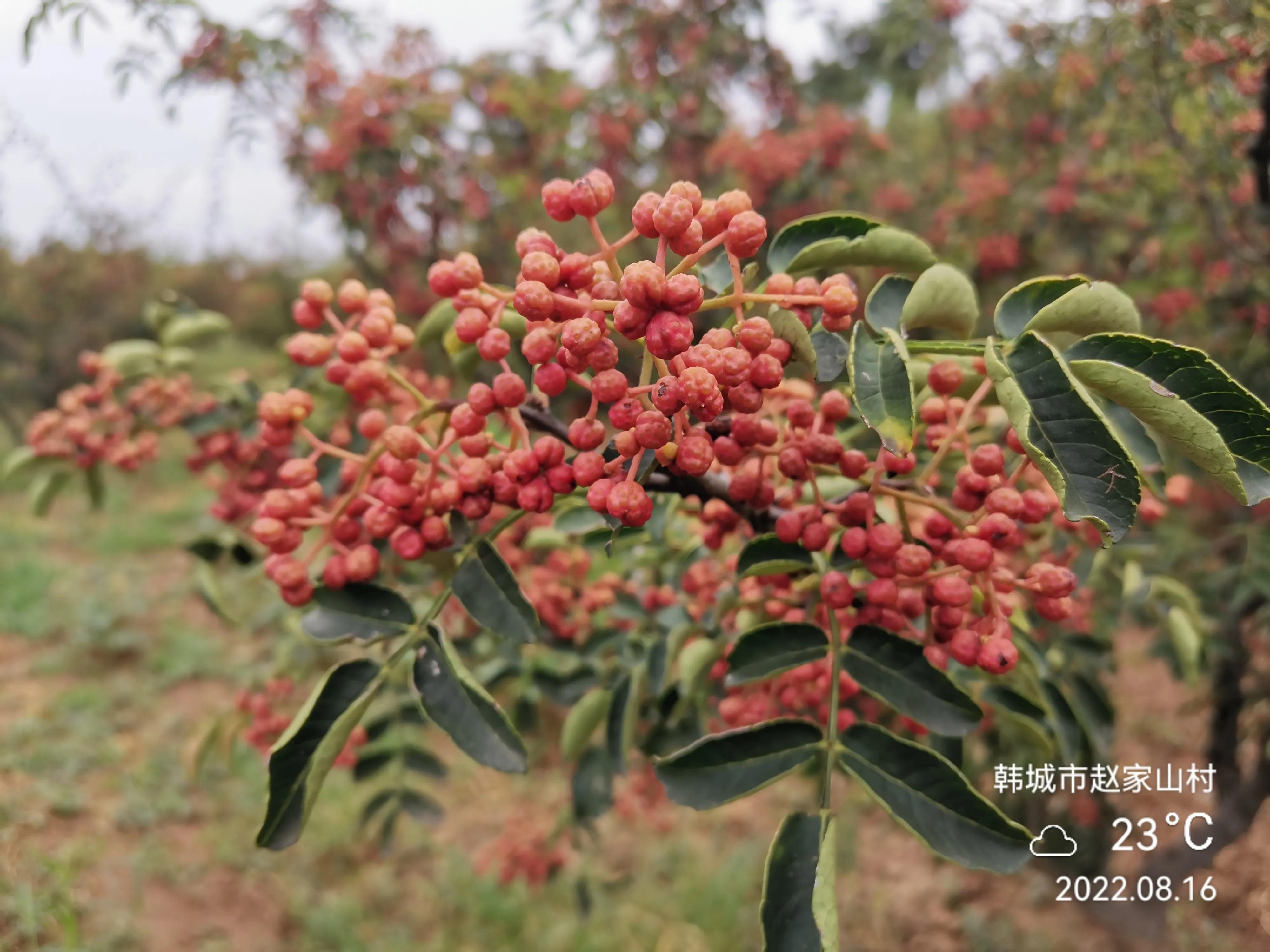 韩城花椒和汉源大红袍花椒哪个好 (韩城大红袍花椒继续热销)