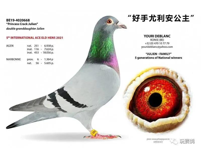 幼鸽下窝之后的饲养方法与调理,幼鸽从出壳到比赛科学饲养管理