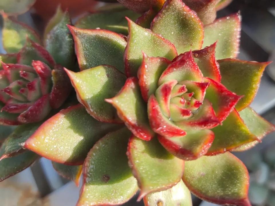 多肉晨露和橙梦露的区别,晨露的多肉名字