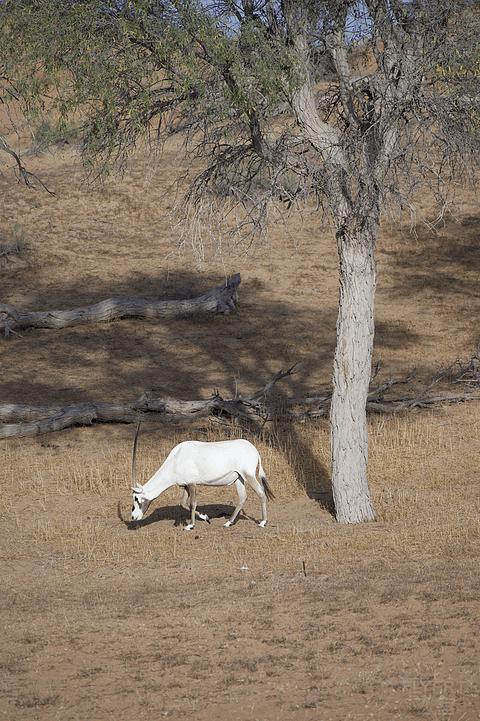 哈伊马角利兹卡尔顿,哈伊马角沙漠丽思卡尔顿酒店