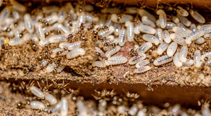 消灭白蚁最简单的方法,消灭白蚁最彻底的方法