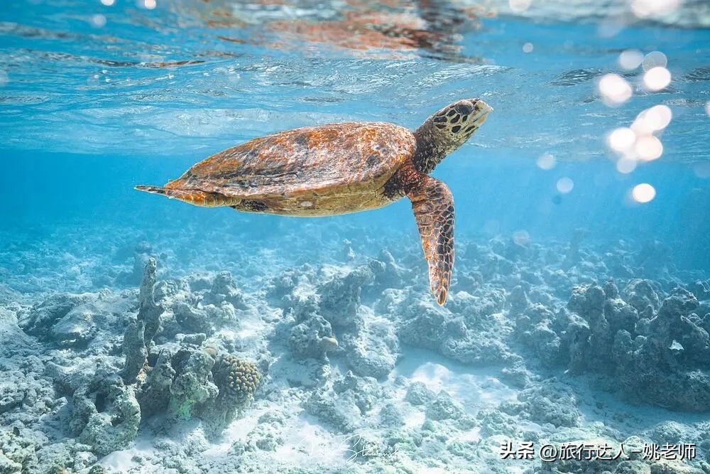 国内有直飞马尔代夫的航班吗 (北京上海直飞马尔代夫复航)