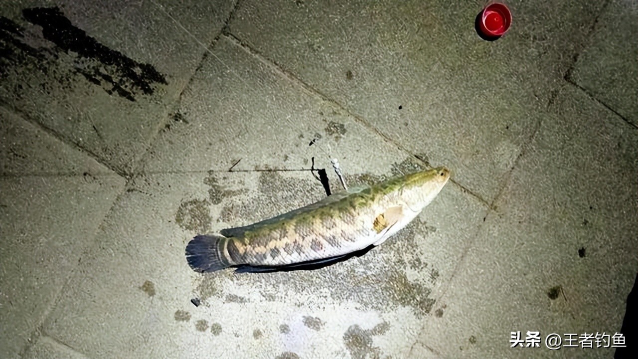 男子炫耀钓甲鱼下一秒遭报复,男子炫耀钓甲鱼下一秒就被报复