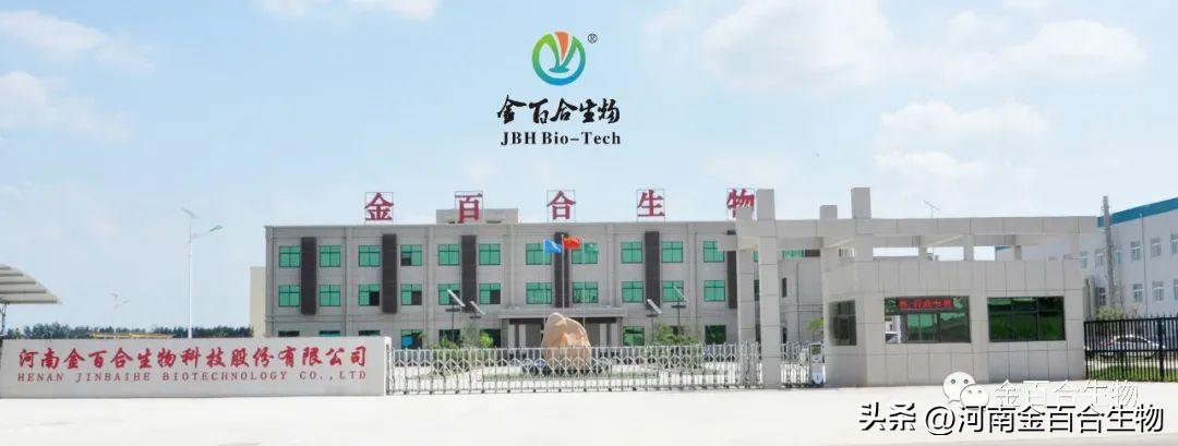 河南金百合丁酸梭菌液体效果如何,河南金百合药业丁酸梭菌