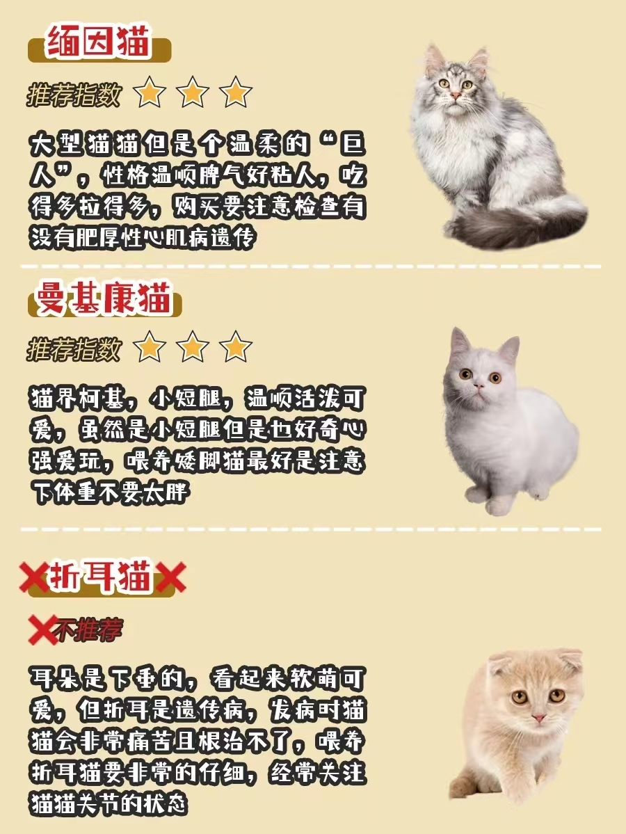 不同品种猫的习性,银渐层猫配什么品种的猫最好