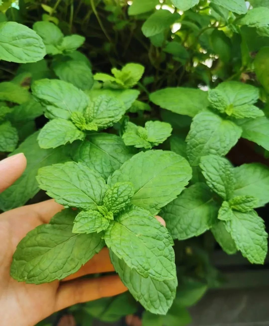 薄荷怎么养才能爆盆能晒太阳,一枝薄荷怎么养才能爆盆