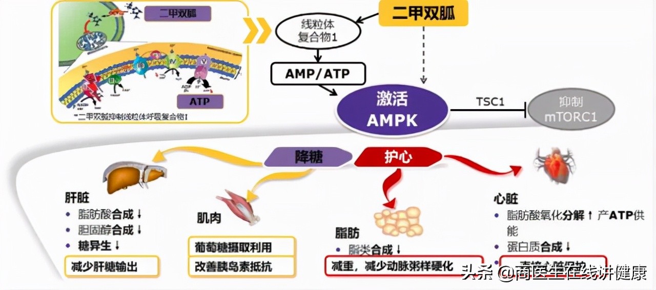 糖尿病人吃二甲双胍有什么副作用,糖尿病吃二甲双胍有哪些副作用