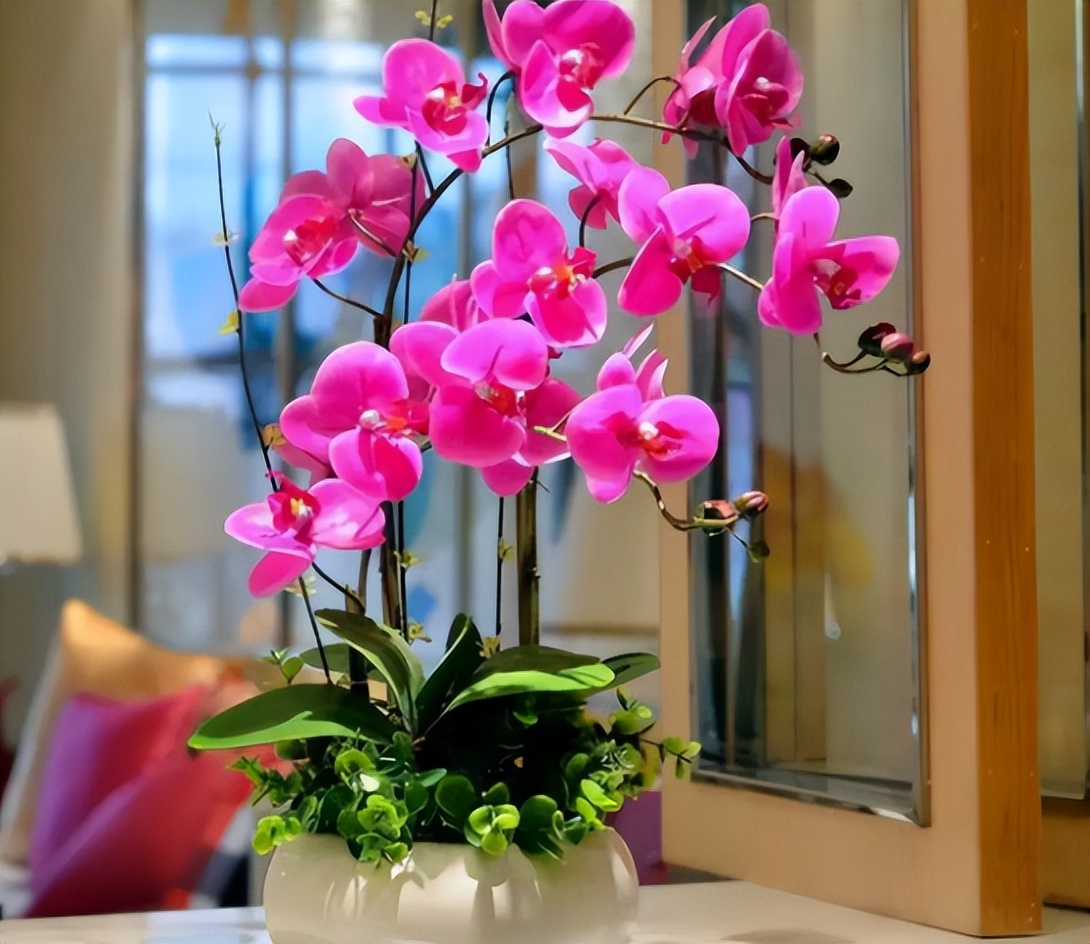 新手养蝴蝶兰技巧,新手养蝴蝶兰怎么养