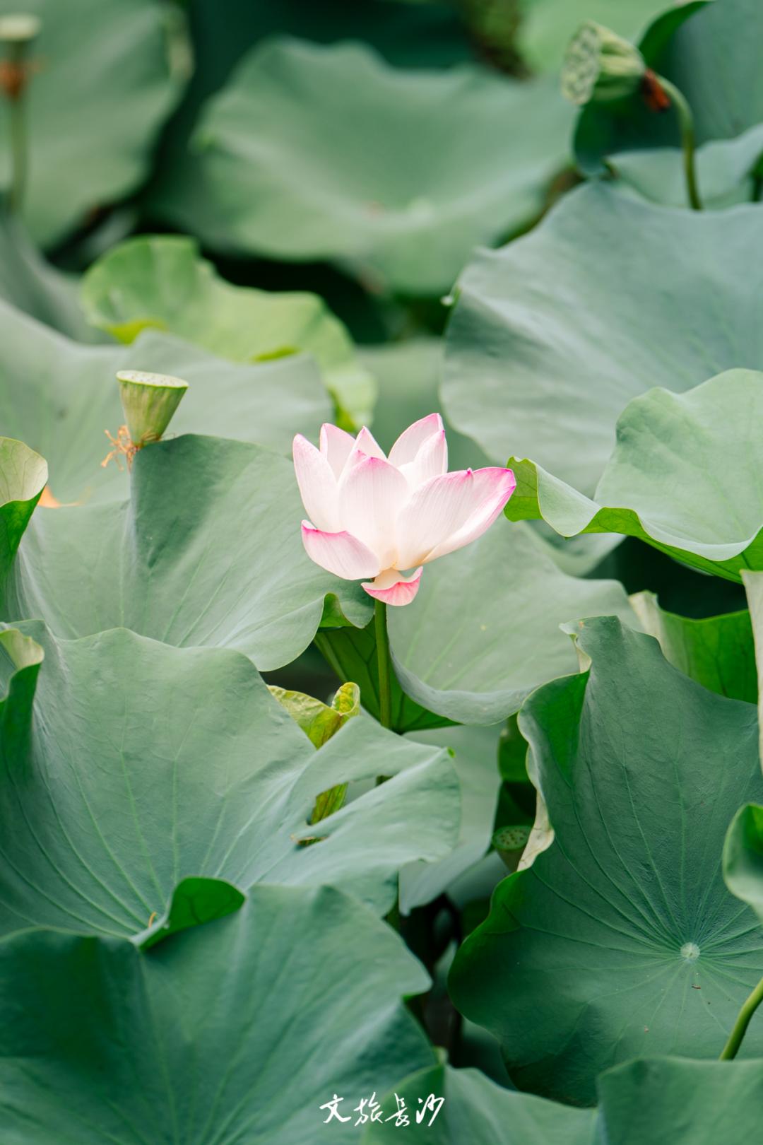 长沙赏秋去哪里,长沙第一波赏荷地图