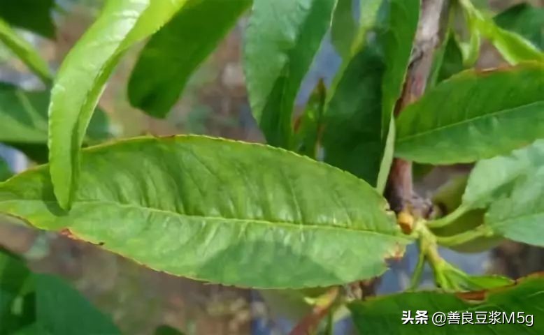 桃树防治常用药水,桃树白霉病怎么治疗
