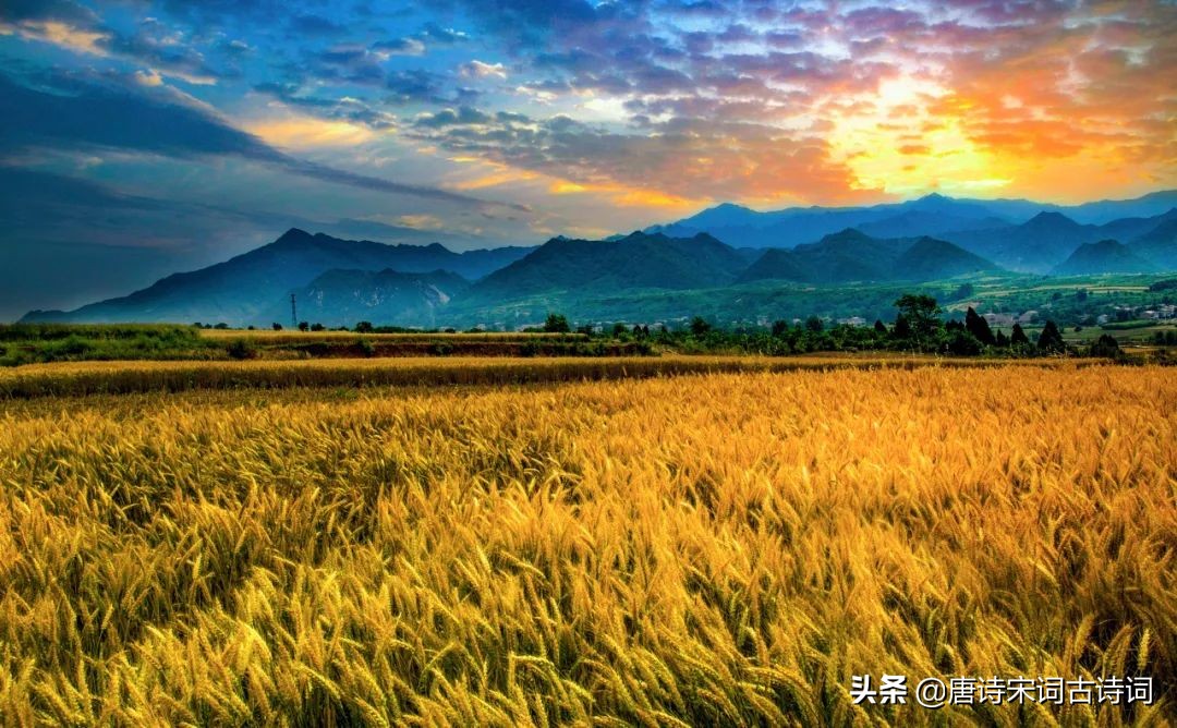 布谷声声催麦熟诗词,布谷催麦熟