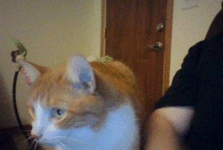 刚来的猫咪太粘人了怎么办,猫咪很黏主人是什么原因