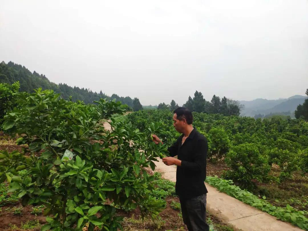 农村人创业逆袭的案例有哪些,乡村创业必须具备的几个条件