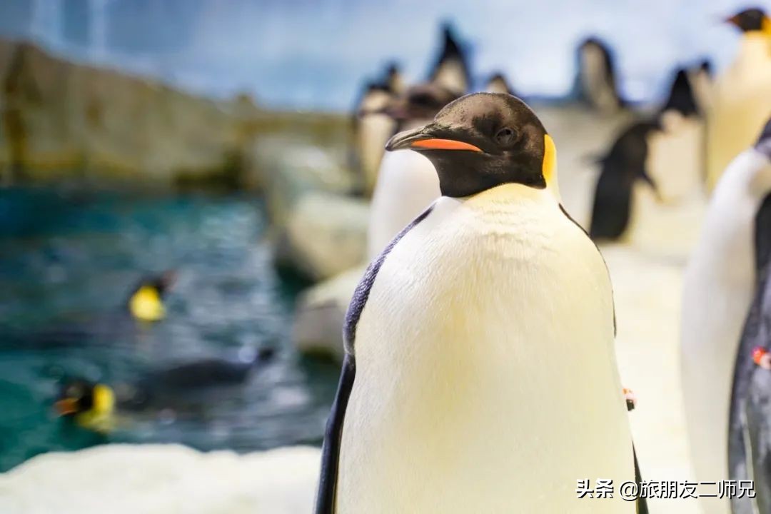 去珠海长隆海洋王国攻略三天两夜,珠海长隆海洋王国3天旅游攻略