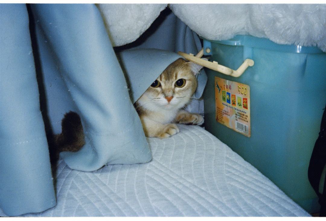 为什么老人都说家里不能养两只猫,十大不适合家养的猫