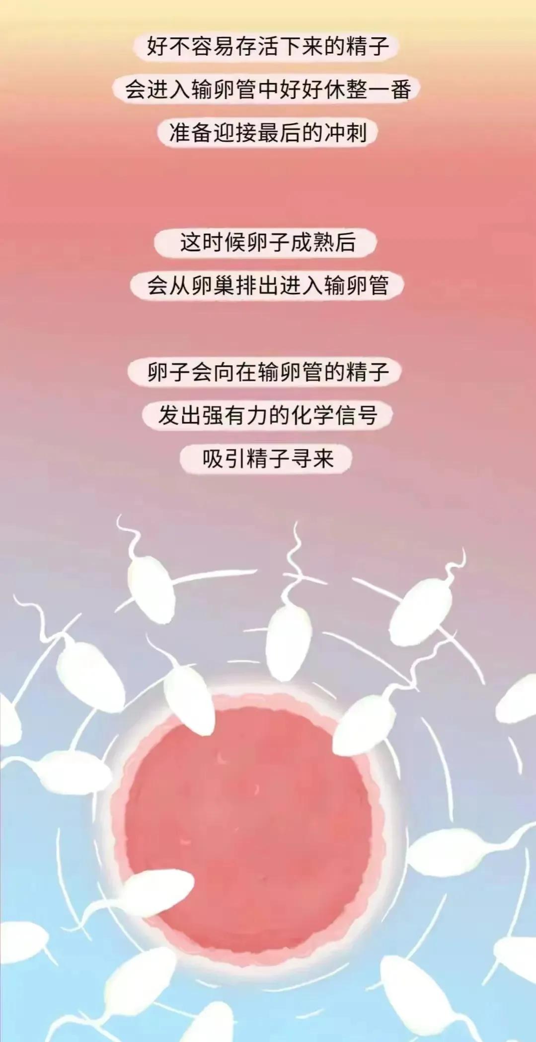 如何怀孕具体步骤图片,怎样才会怀孕简单的图片