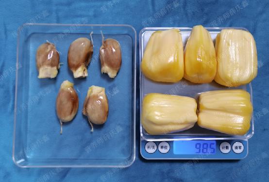 菠萝蜜的核能种吗,菠萝蜜的核好吃么