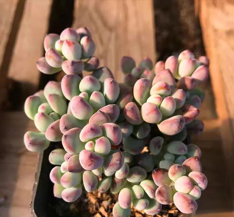 都说多肉漫画汤姆很娇气,我偏偏就不信,夏天也要丢在外面全露养