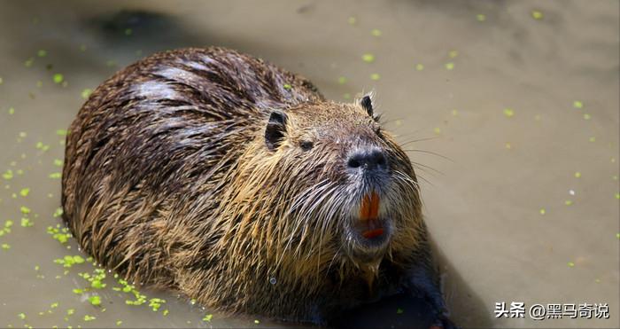 美国用吃解决的物种入侵,中国怎么反倒不行了?让17公斤巨鼠泛滥