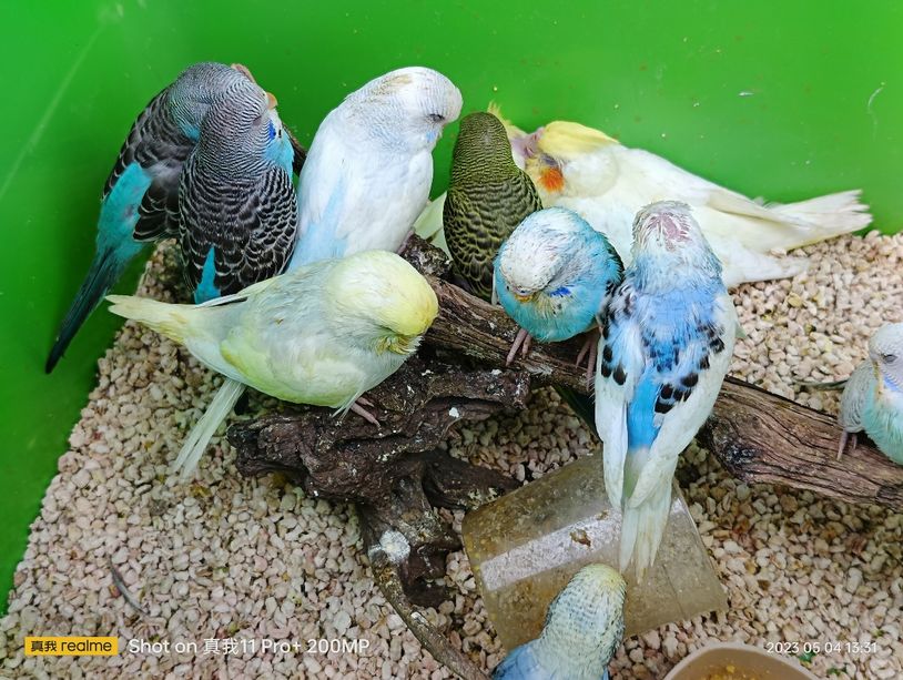 realme真我11pro拍照变焦,realme真我11pro拍照测评