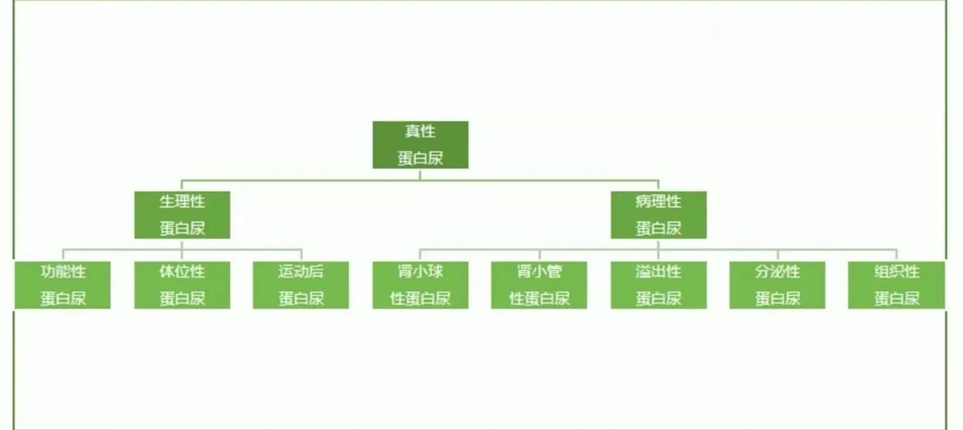 带你走进泌尿系统，了解血尿、蛋白尿