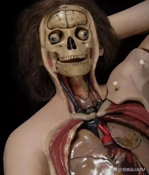 断臂维纳斯的解剖结构特点,被肢解的维纳斯