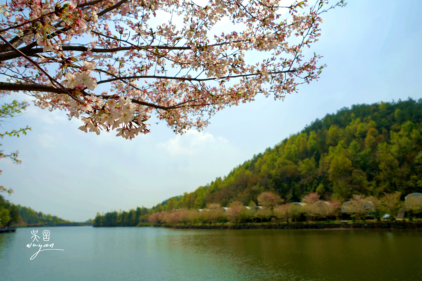 武汉看樱花半日游,武汉看樱花一日游