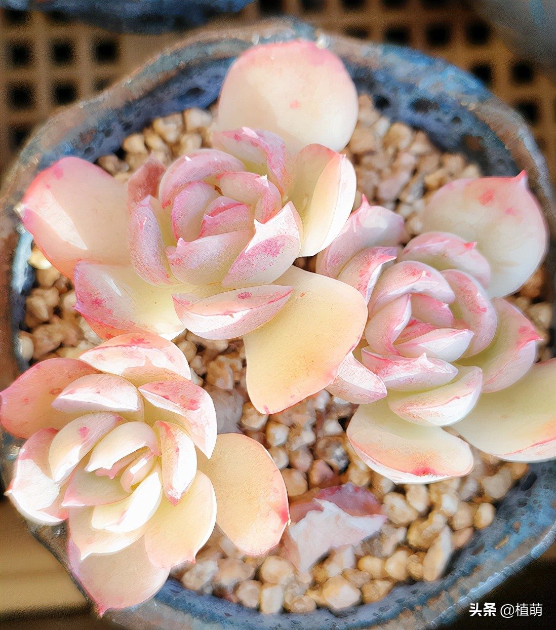 冰梅什么品种最好养,小叶冰梅都可以养出特别好的色吗