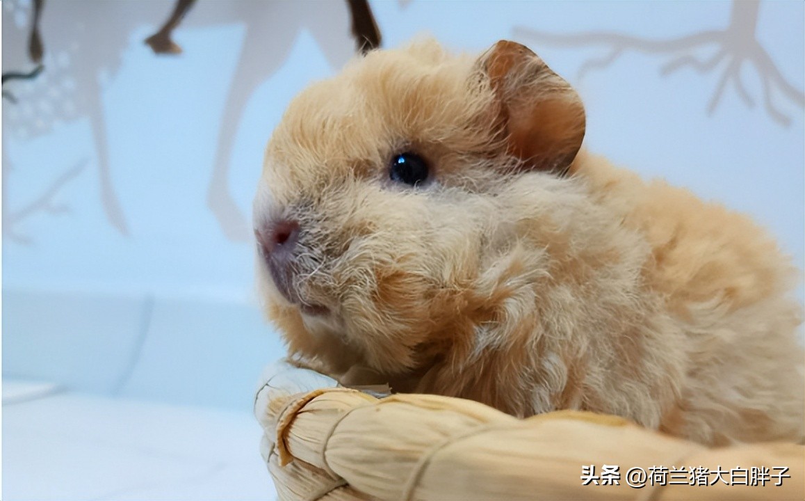 荷兰猪卡脚,荷兰猪指甲太尖了怎么办