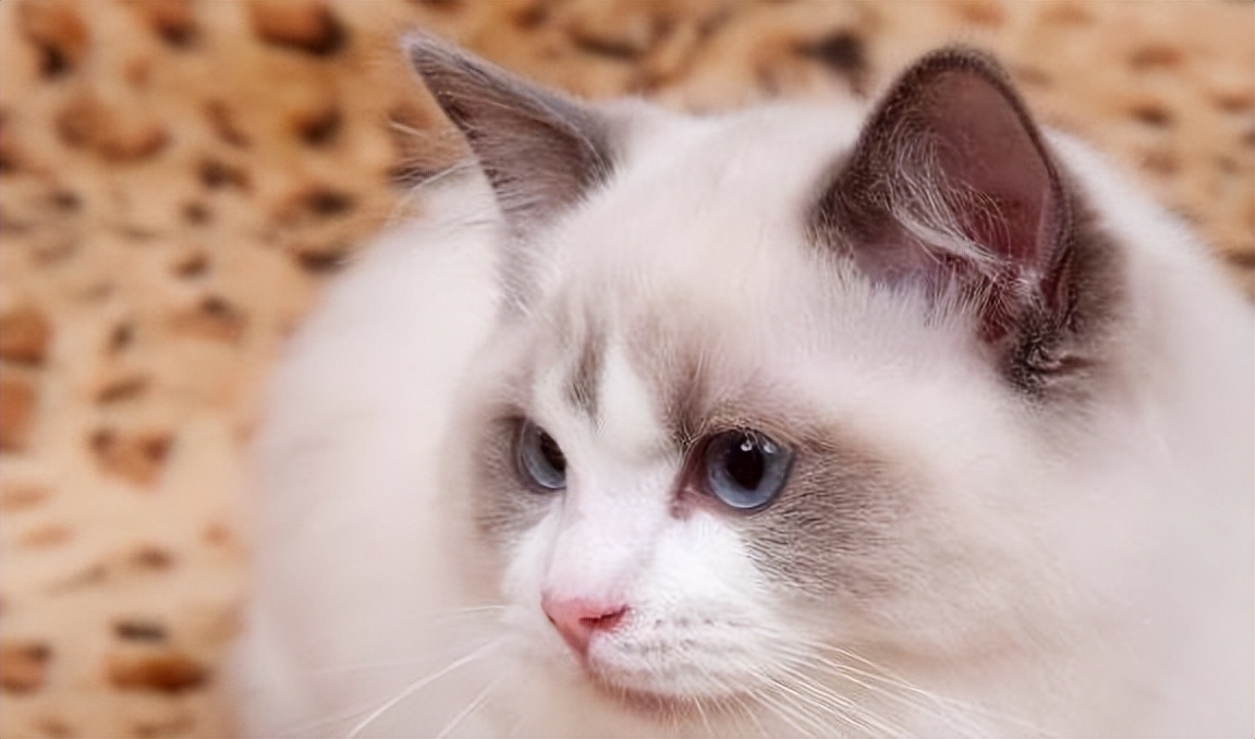 布偶猫的五大优点,布偶猫两个优点和三个缺点