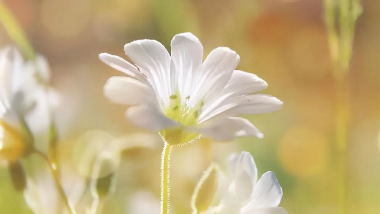 人到中年要努力赚钱学会过日子,人到中年除了赚钱就是要承受孤独