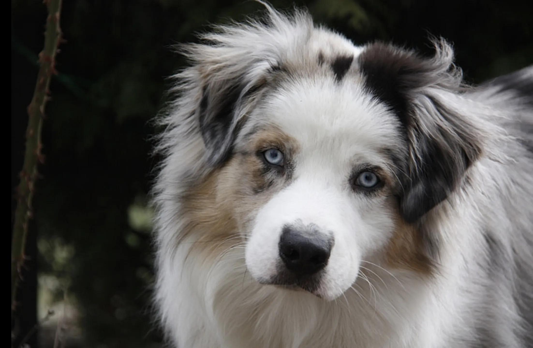 狗狗智商前十排行，排名第一狗狗的实至名归