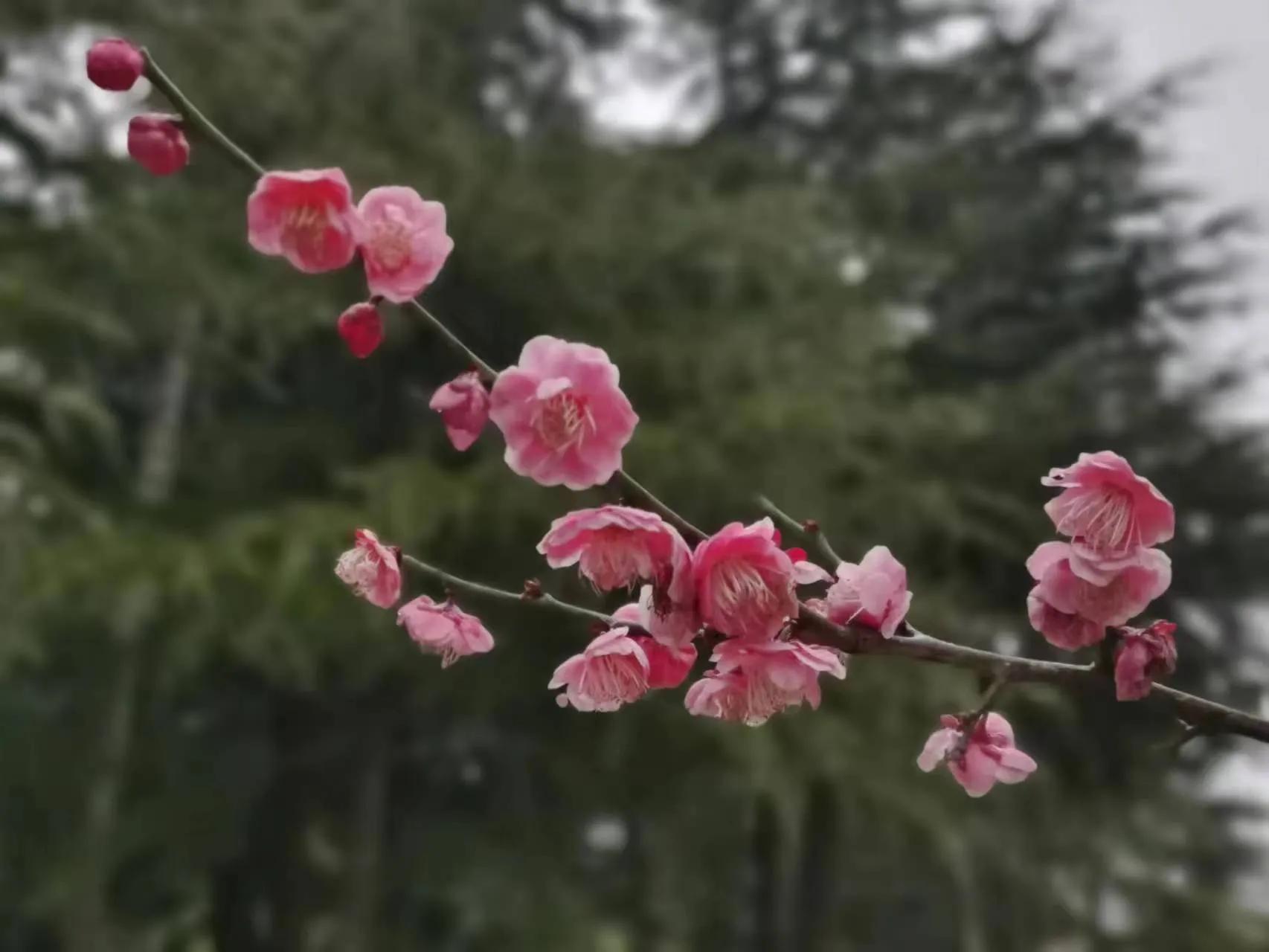 现在货币基金收益好的有哪几个,货币基金收益为什么会越来越低