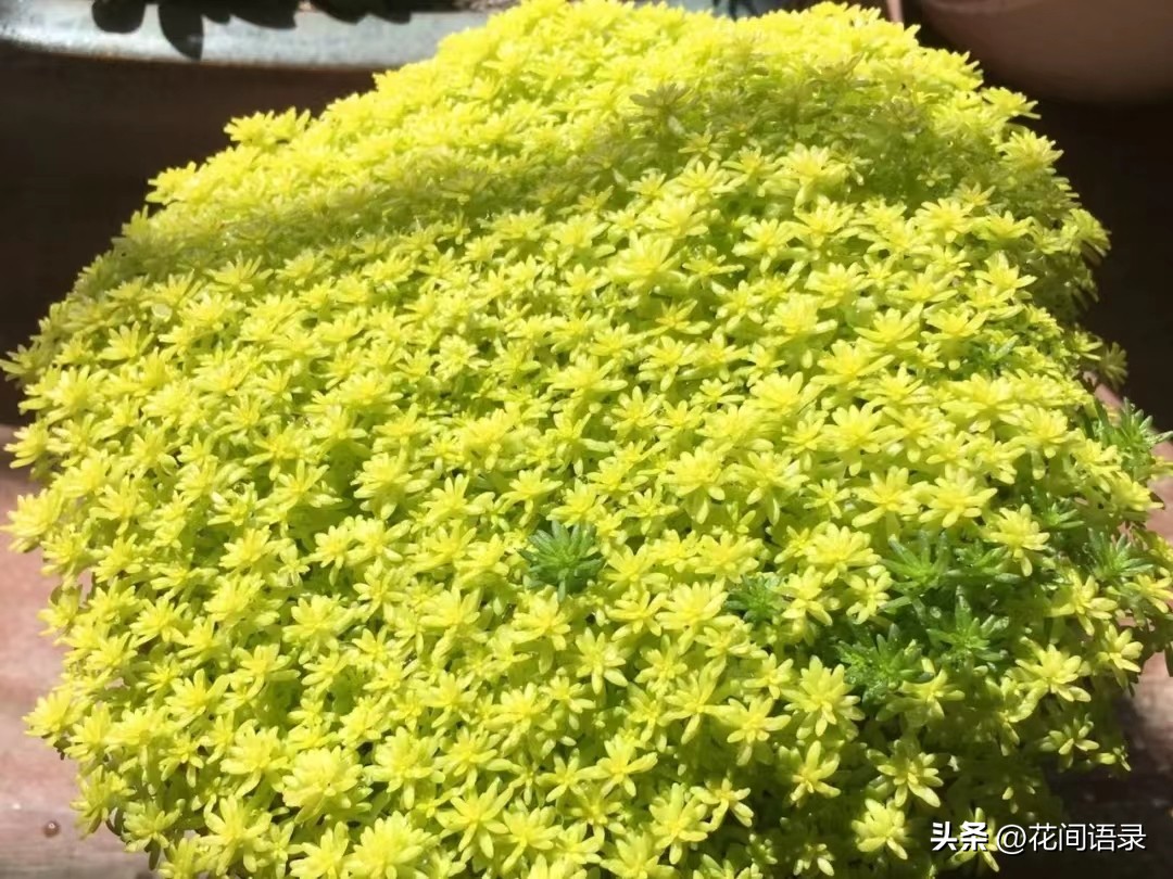 多子多肉,多子多孙多肉怎么栽培