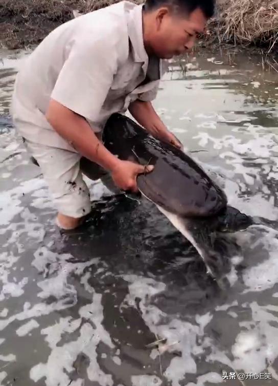 小伙在淤泥塘里面捉到大甲鱼,河里抓出大甲鱼