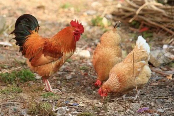 傻外婆的视频大全,夸夸我的外婆作文