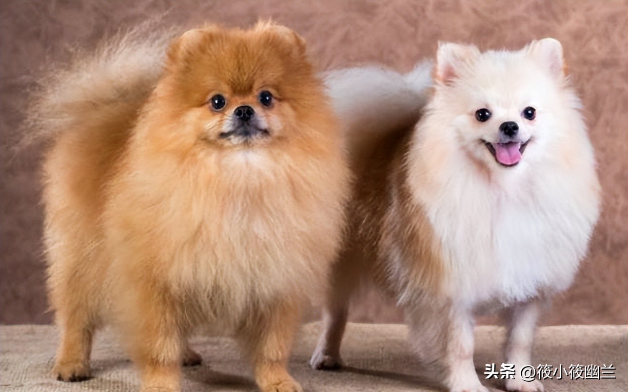 最全常见的27种狗狗你认识几种,各种狗狗介绍一览表