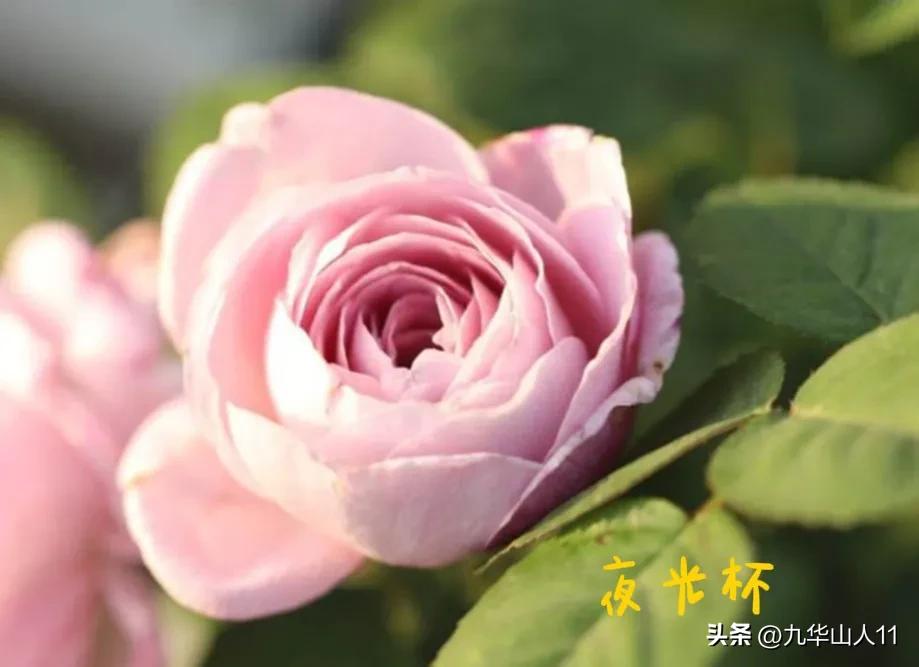 天狼无刺多头月季品种有哪些,天狼十大藤本月季排名