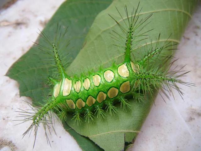 农村这种昆虫你吃过吗,农村这种虫子有100多条腿你见过吗